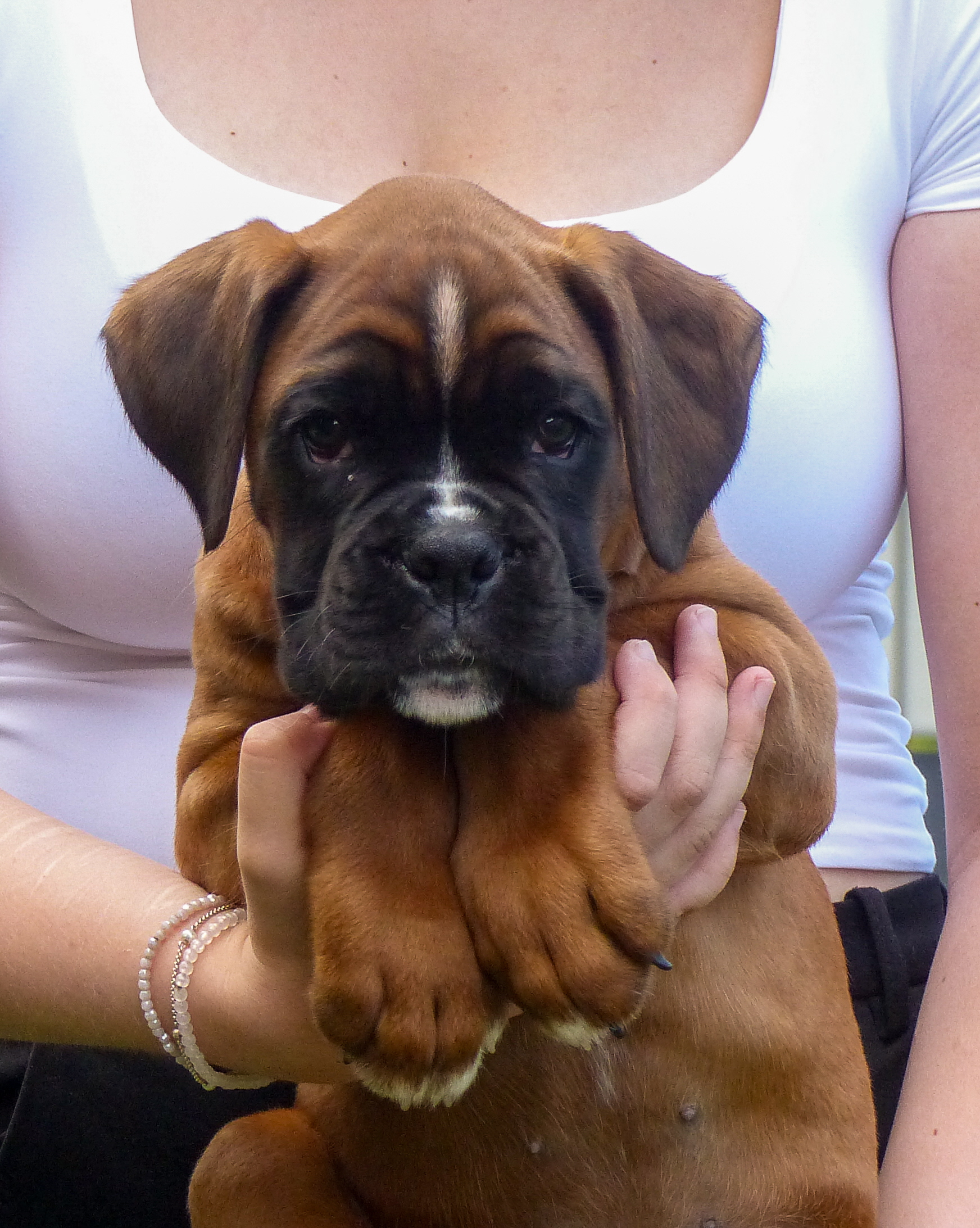 Berti 8